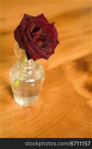 Rose in a vase