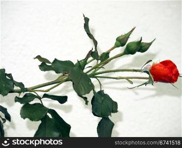 Rose in front of wall. red rose in front of wall