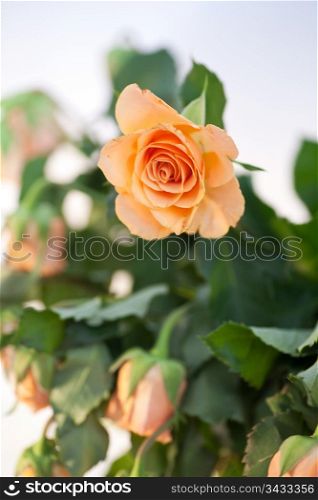 Rose in summer garden