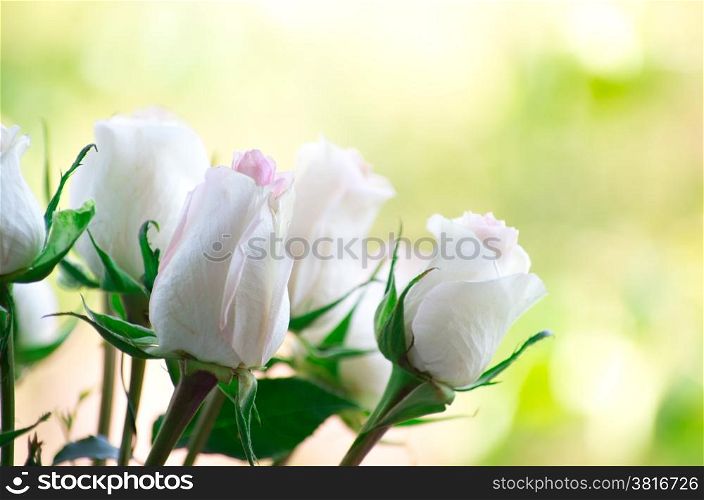 rose isolated on a green background