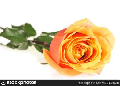 Rose isolated on a white background. The detailed photo of a blossoming flower