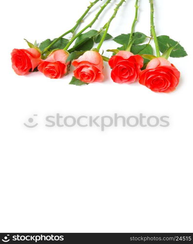 rose isolated on white background