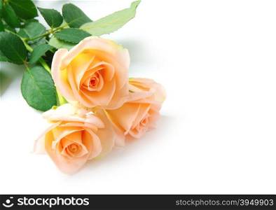 rose isolated on white background