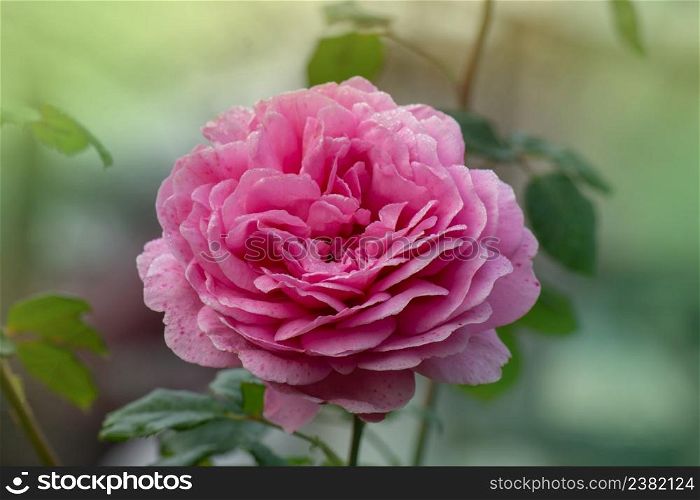 Rose Jubilee Celebration. Jubilee celebration roses in the garden. Bush of pink roses Jubilee Celebration