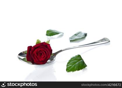 Rose lying in a spoon. Rose petals scattered