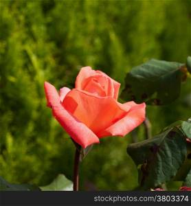 Rose of orange colour, close up, green background