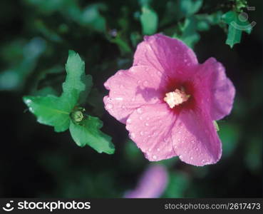 Rose of Sharon