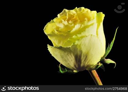 Rose on a black background. The detailed picture of a blossoming flower