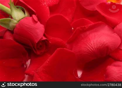 Rose on a petals. Background