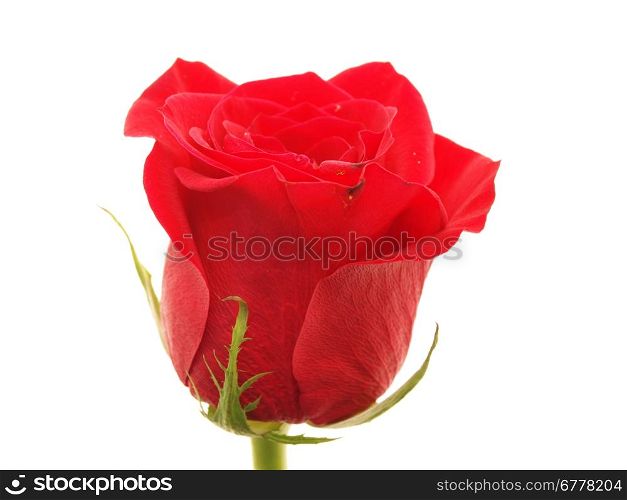 Rose on a white background