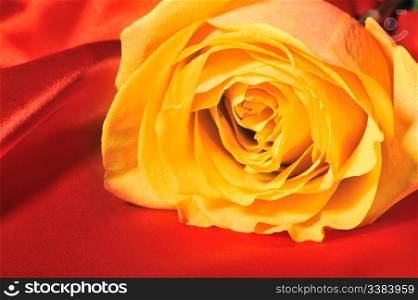 Rose on red silk. The detailed photo of a blossoming flower