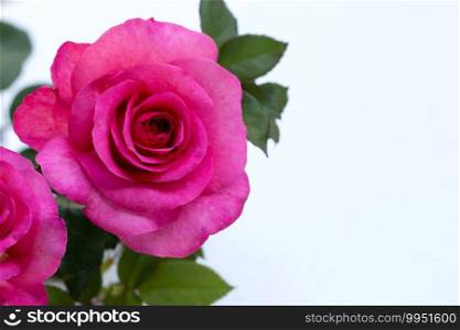 Rose on white background. Copy space