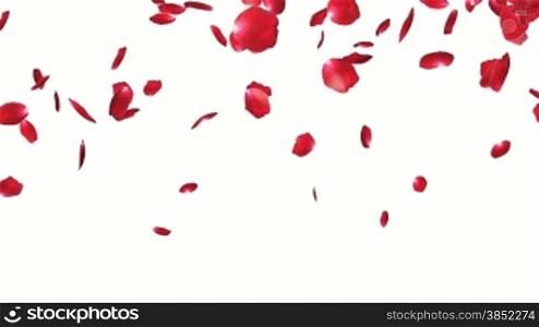 Rose petals Falling, against white