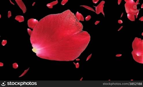 Rose petals Falling, Luma Matte
