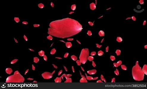 Rose petals Flying, against black