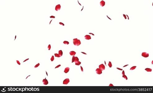 Rose petals Flying, against white