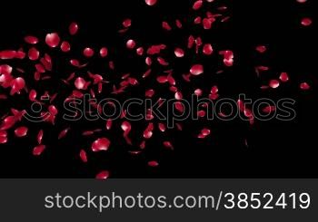 Rose Petals Flying Particles, against black