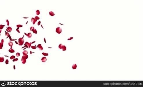 Rose Petals Flying Particles, against white