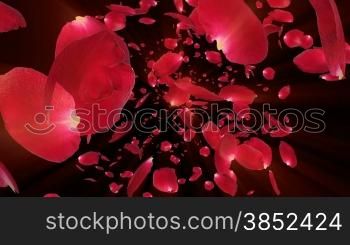 Rose petals Flying towards camera