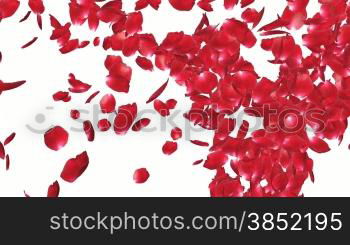 Rose petals Fountain, against white