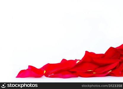 rose petals isolated on a white background
