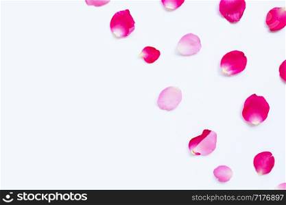Rose petals isolated on white background. Copy space