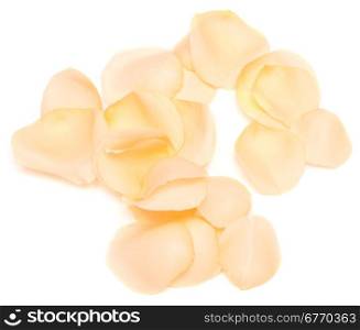 rose petals isolated on wihte background