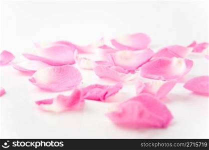 Rose petals on white backgruond