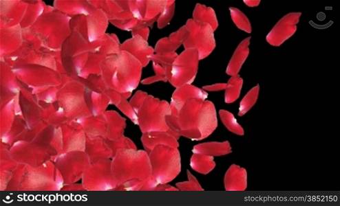 Rose petals Transition, left to right, against black