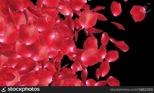 Rose petals Transition, left to right, Luma Matte