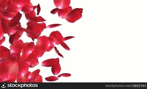 Rose petals Trasition, left to right, against white