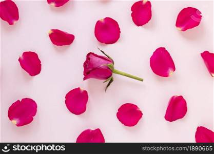 rose petals valentines. Resolution and high quality beautiful photo. rose petals valentines. High quality and resolution beautiful photo concept