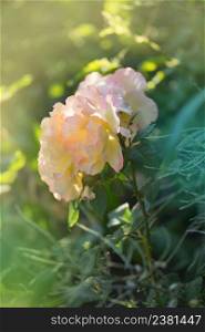 Rose petel change from yellow to pink. Rose growing outdoor.. Rose with two colors in a single flower. Two tone blooming
