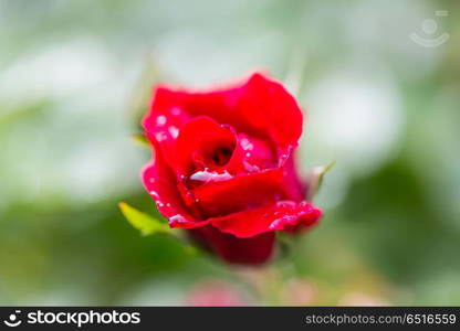 Rose. Pink Rose, beautiful nature background