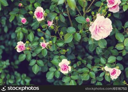 Rose. Pink Rose, beautiful nature background