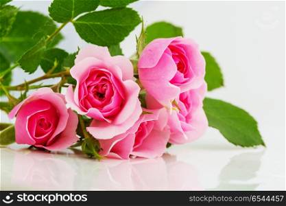 Rose. Pink Rose, beautiful nature background
