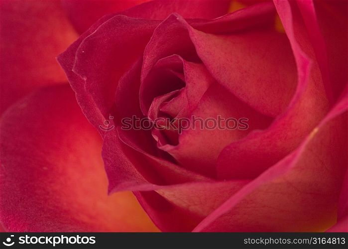 Rose Pride of Kenya in closeup