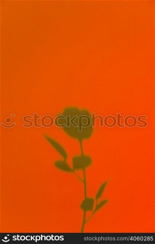 rose shadow orange background