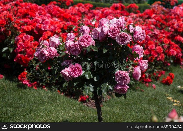 Rose tree with pink roses in a rose garden