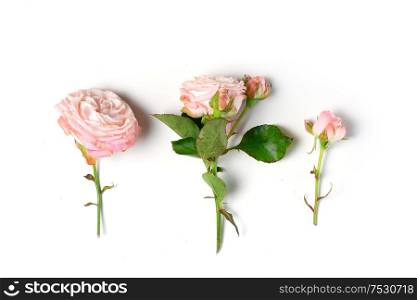 rose twiga with flowers and leaves over white. Flowers flat lay composition