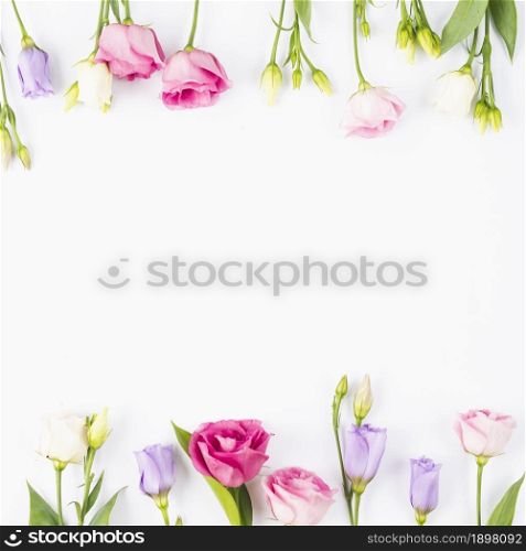 rose violet flowers frame. Resolution and high quality beautiful photo. rose violet flowers frame. High quality beautiful photo concept