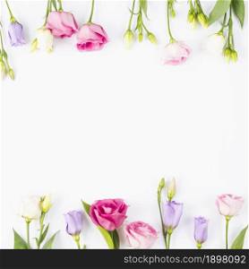 rose violet flowers frame. Resolution and high quality beautiful photo. rose violet flowers frame. High quality beautiful photo concept