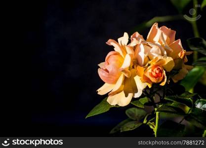 rose with black blurred background