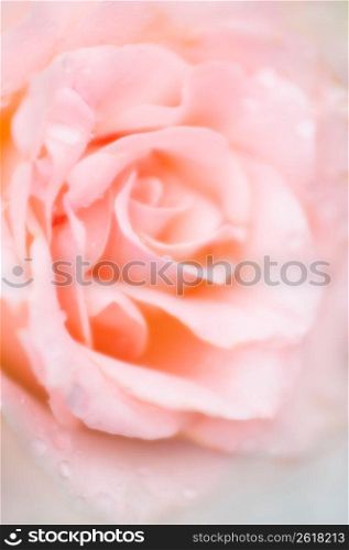 Rose with dew, close-up