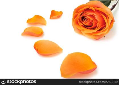 Rose with petals. It is isolated on a white background
