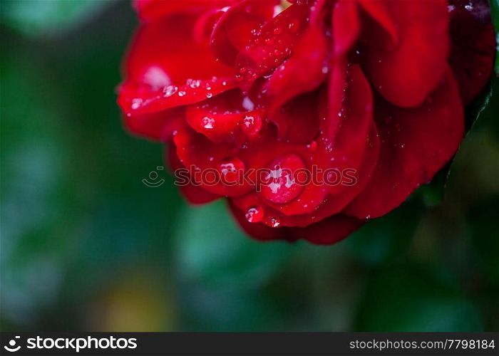 Rose with rain drops