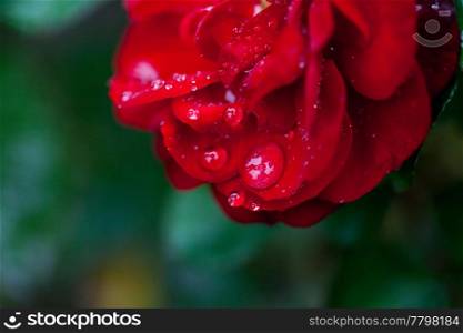 Rose with rain drops