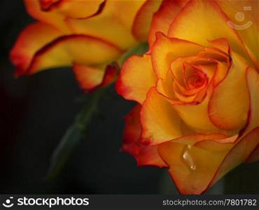 Rose with raindrop. yellow roses with red edges