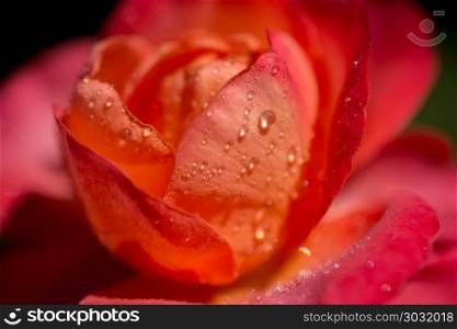 Rose with water drops on it. Beautiful colorful Rose with water drops on it