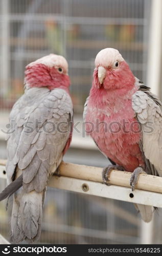 Roseate cockatoos, Eolophus roseicapilla, on sale at the bird souq in Doha, Qatar. These are also known as Galah, Rose-breasted Cockatoo, Galah Cockatoo, or Pink and Grey